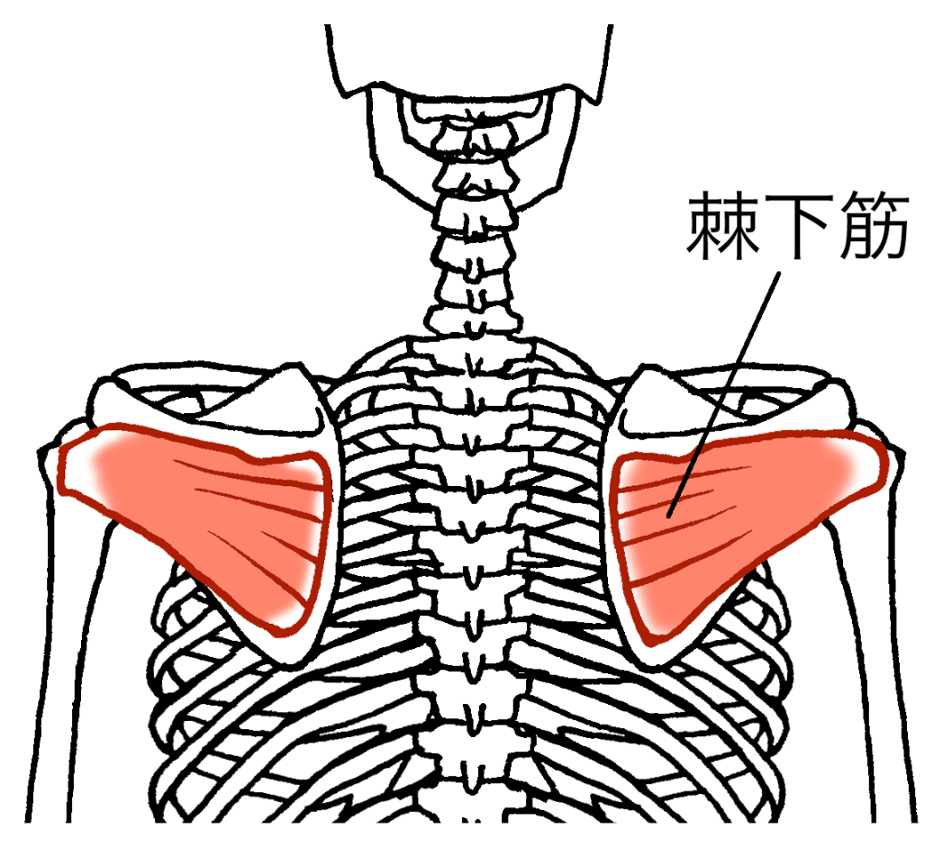 【筋肉あれこれ】意外とほぐさない？棘下筋