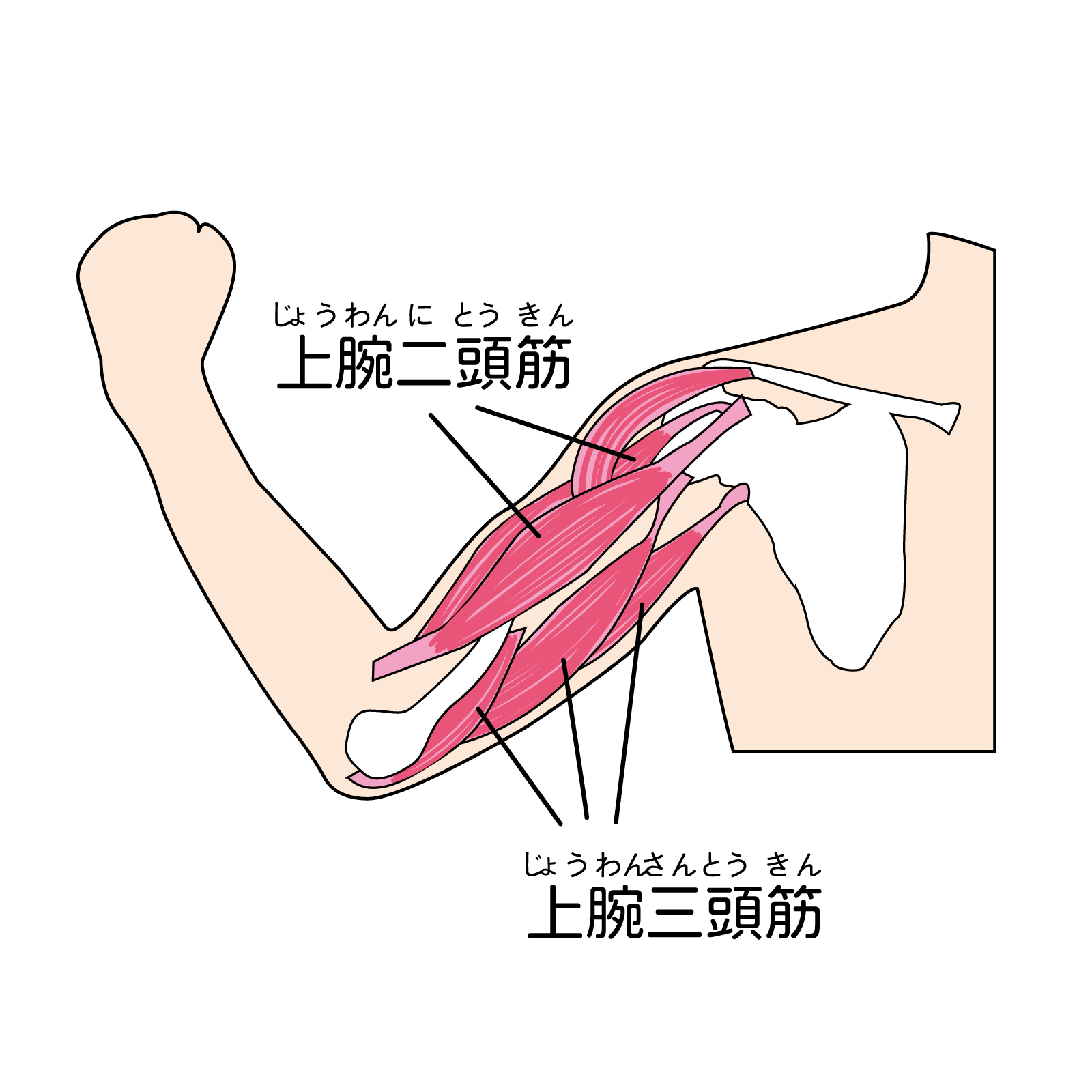 【筋肉あれこれ】猫背調整にも使える誰もが知ってる筋肉！上腕二頭筋